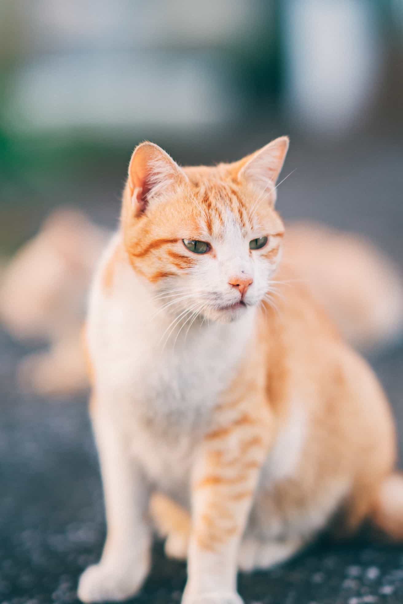猫の写真