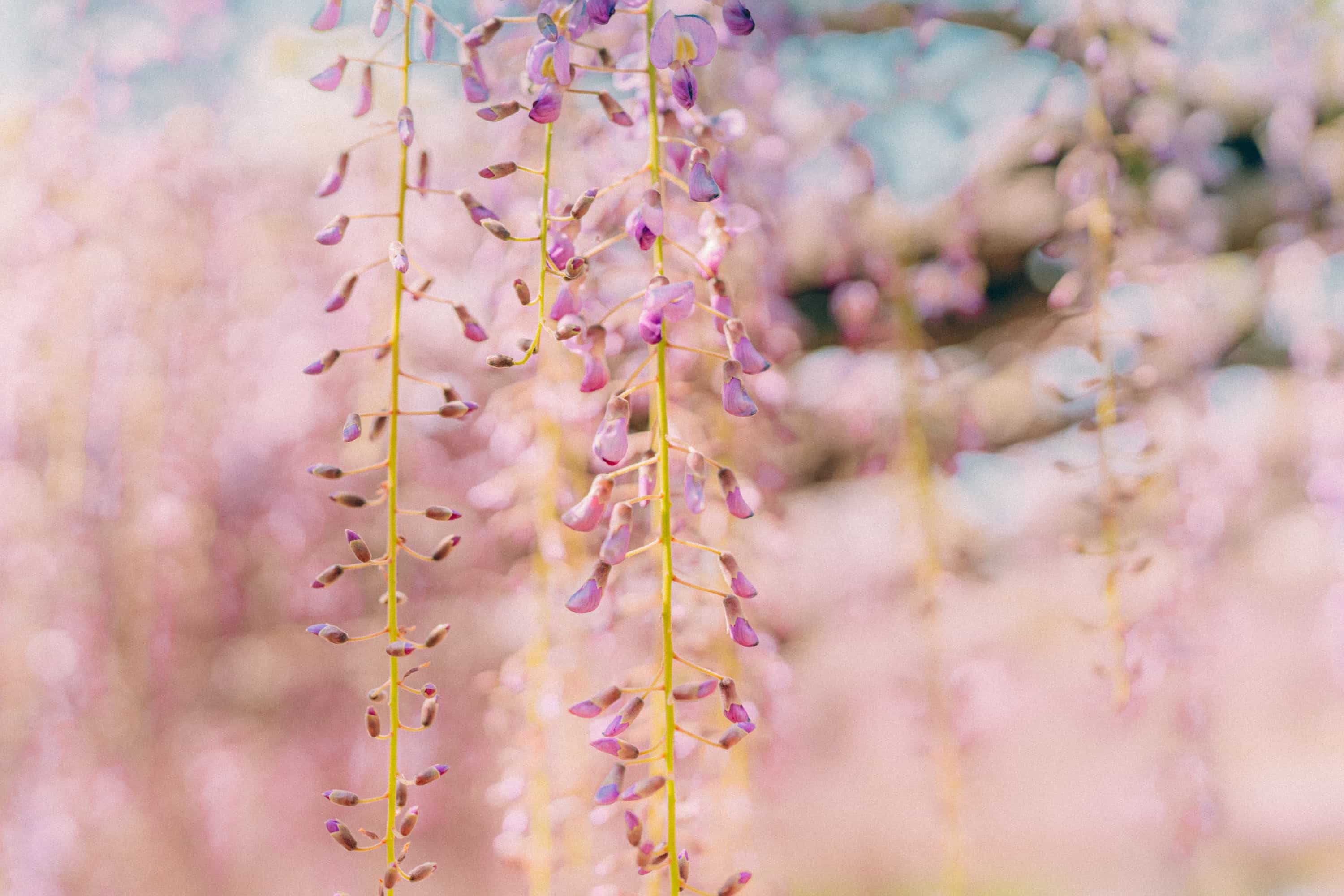 sel35f14gm 近接撮影
