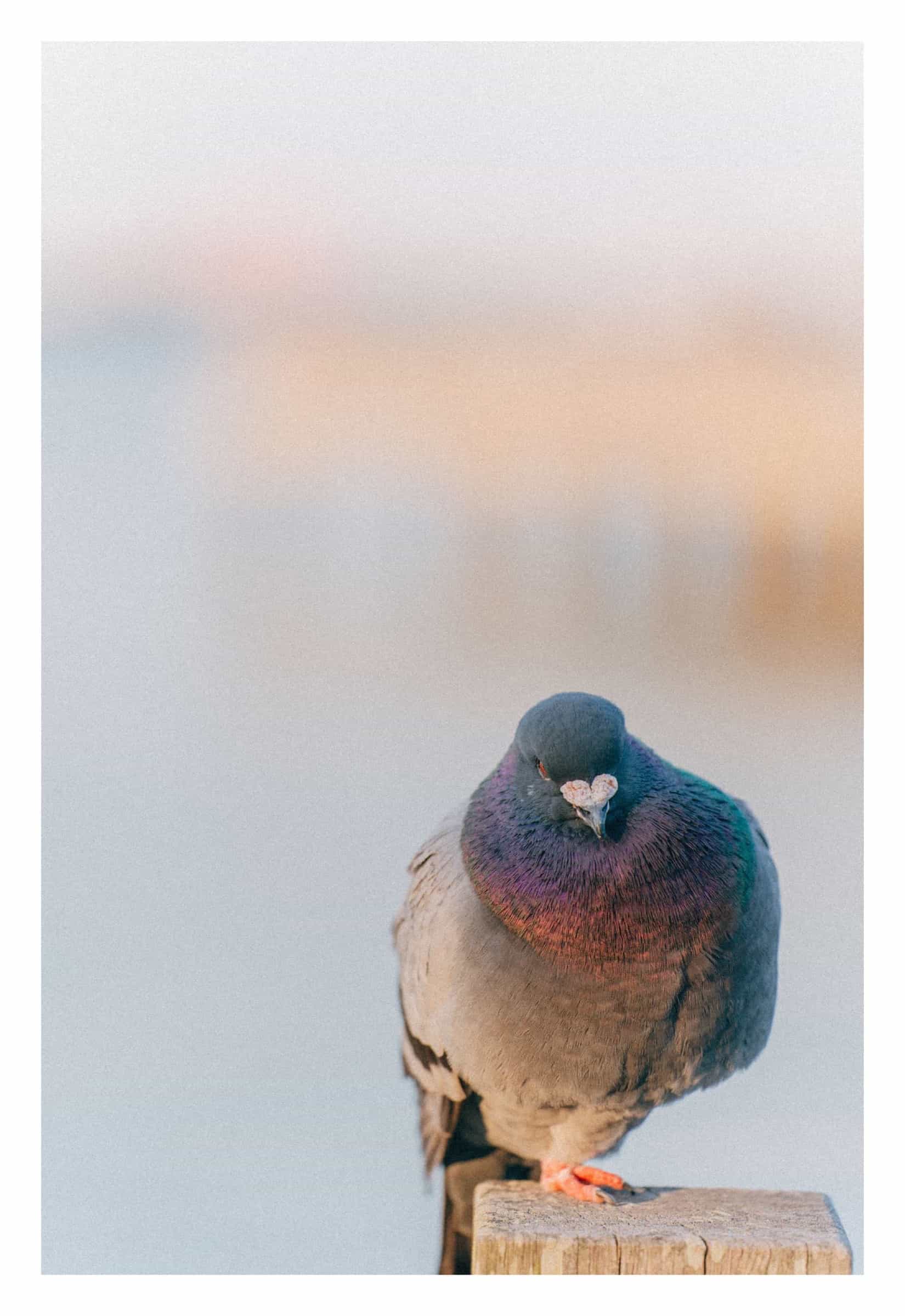 ハトの写真