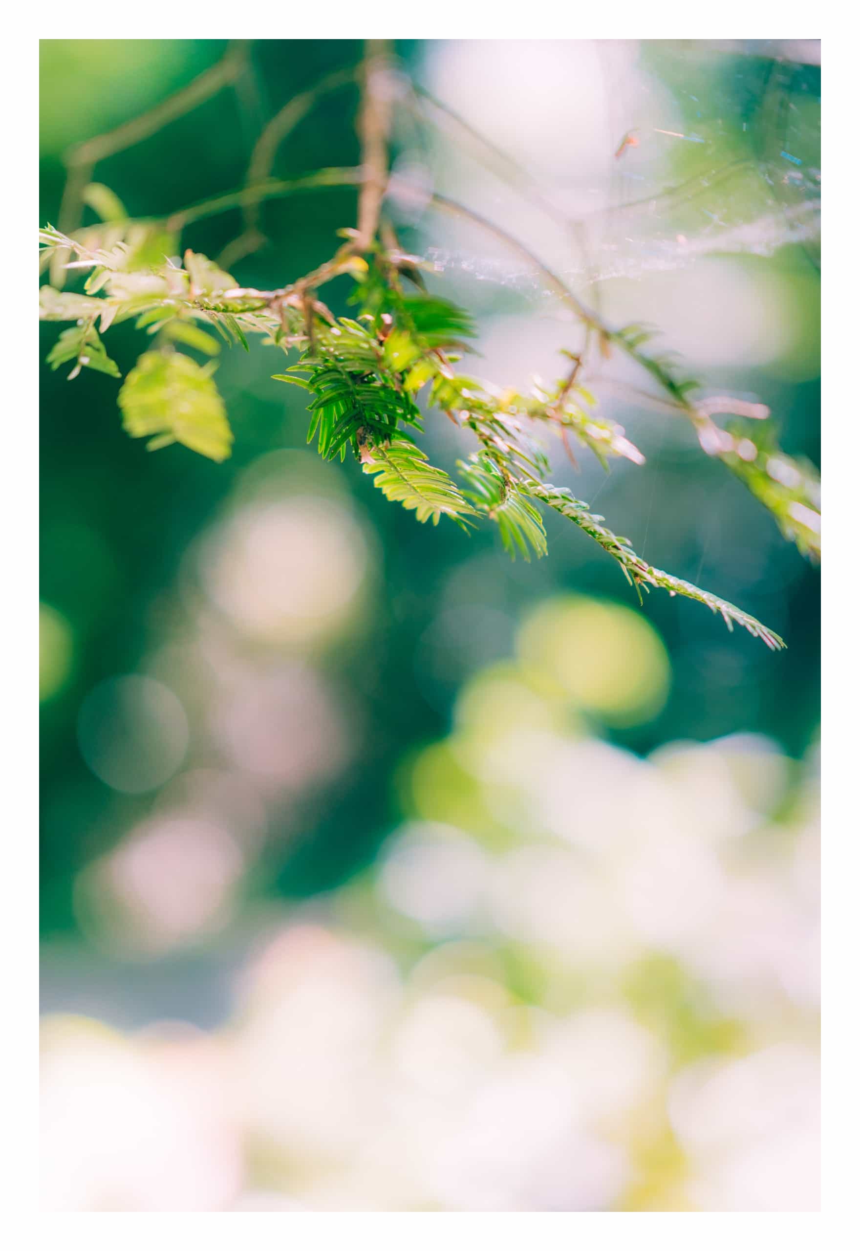 木々の写真