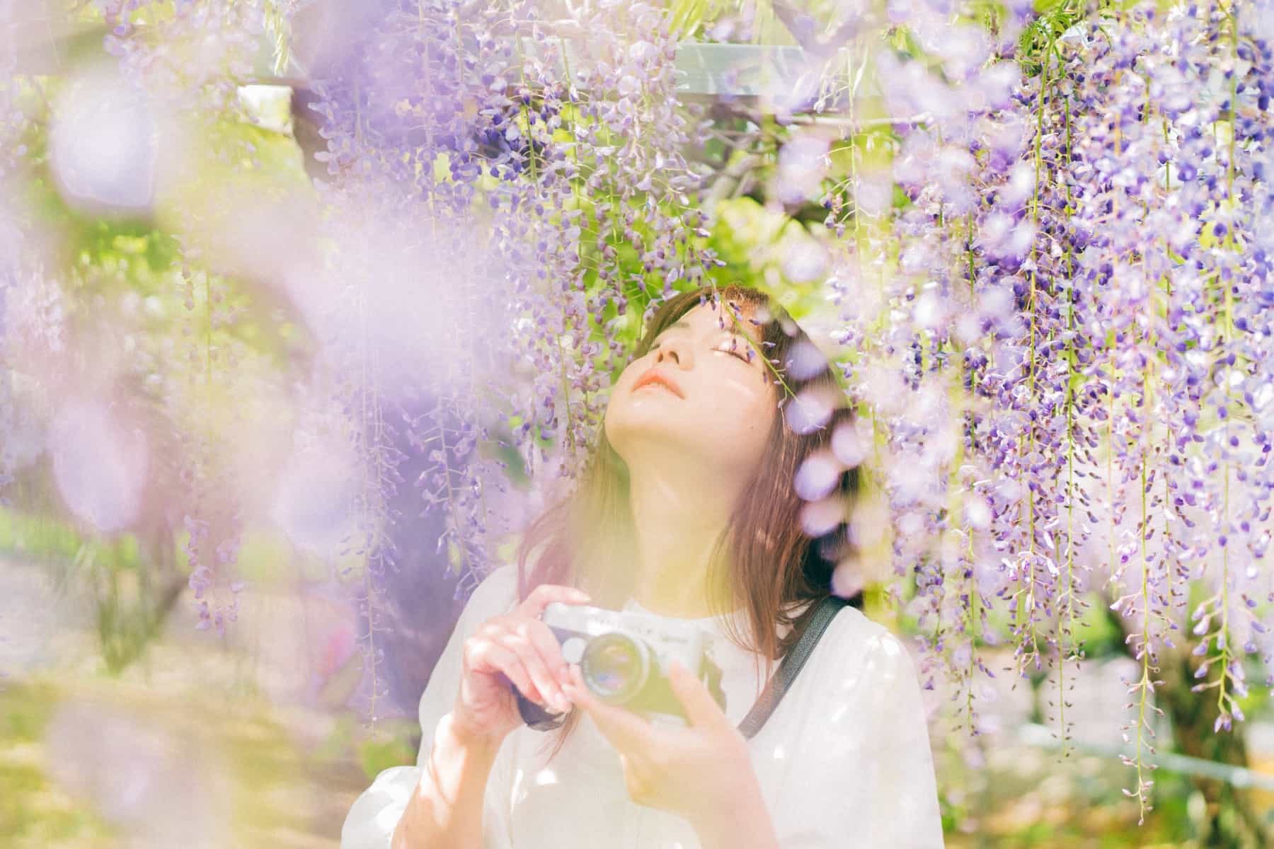 藤の花ポートレート