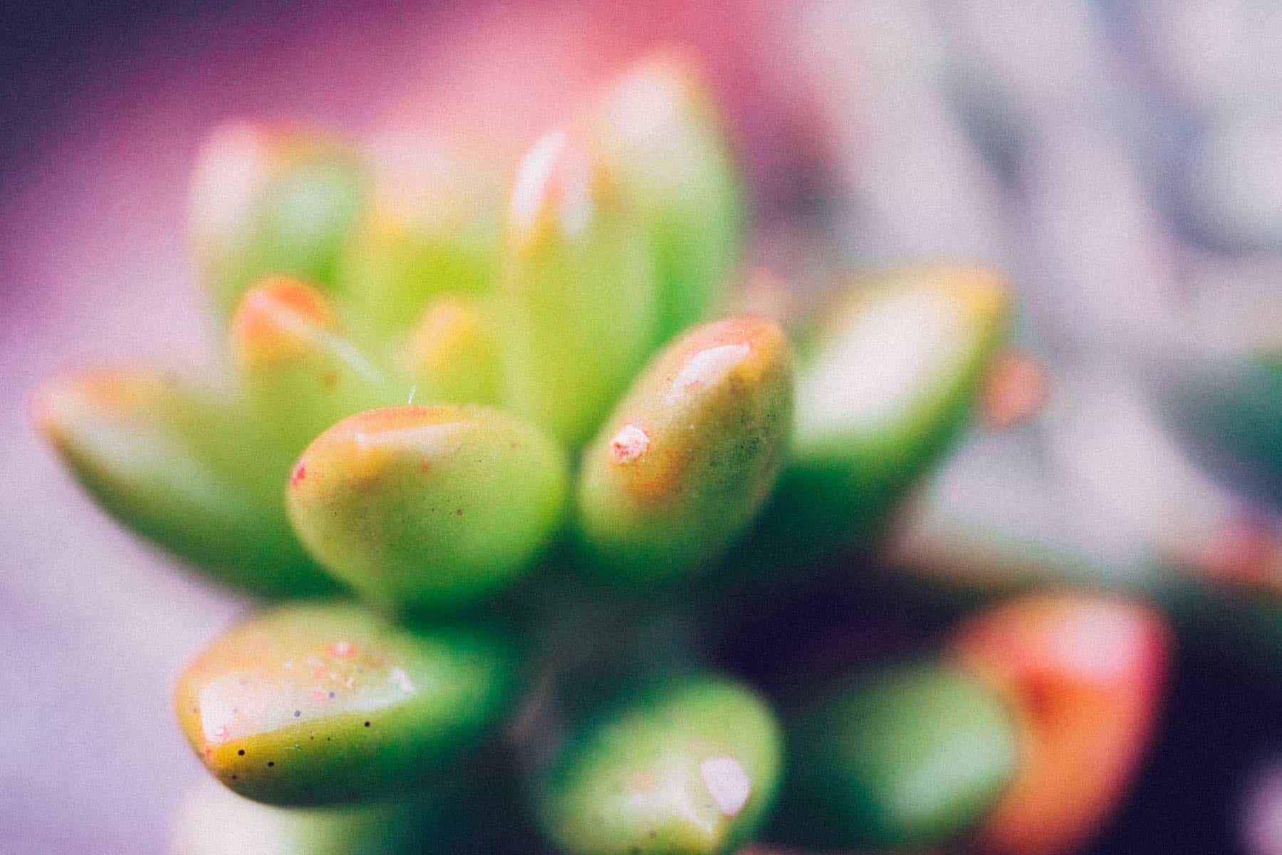 多肉植物、ボケ写真
