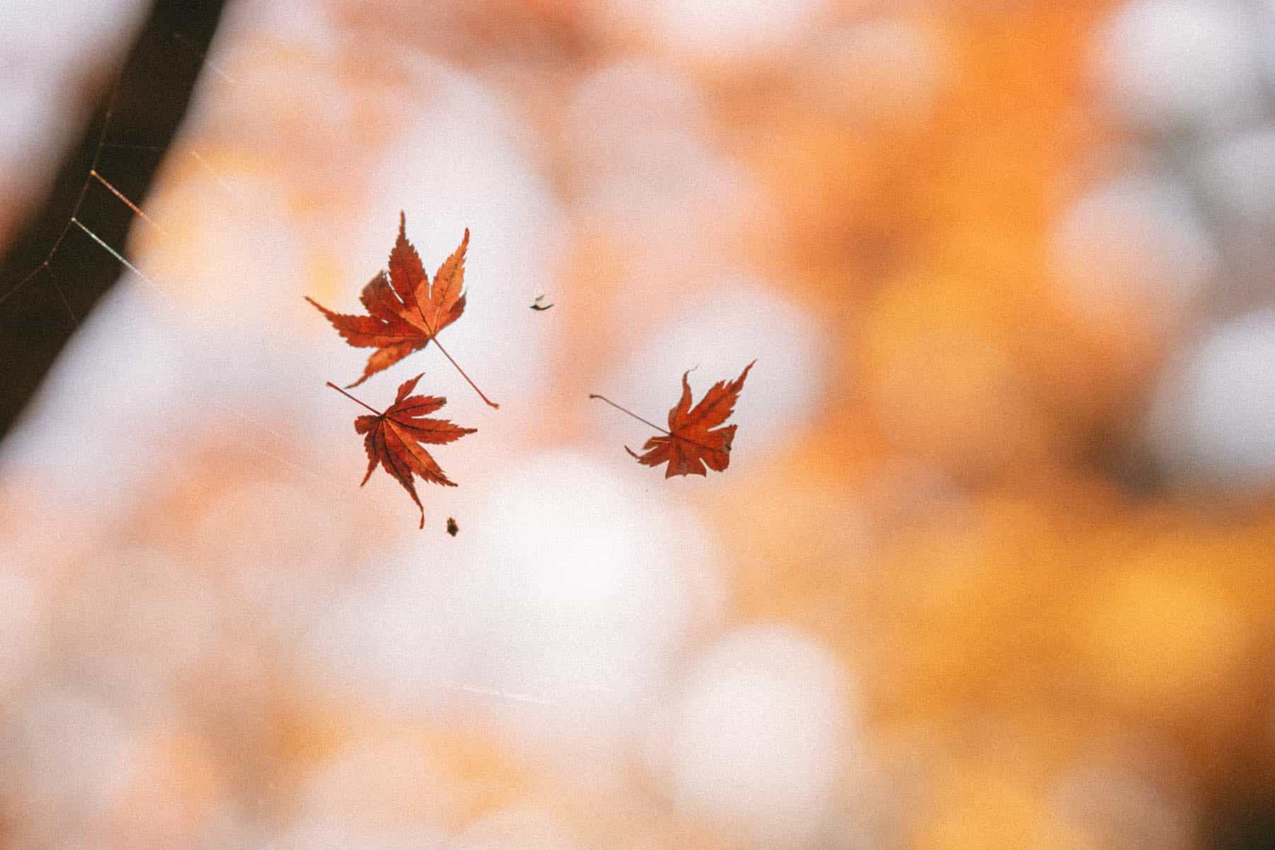 紅葉とボケ写真