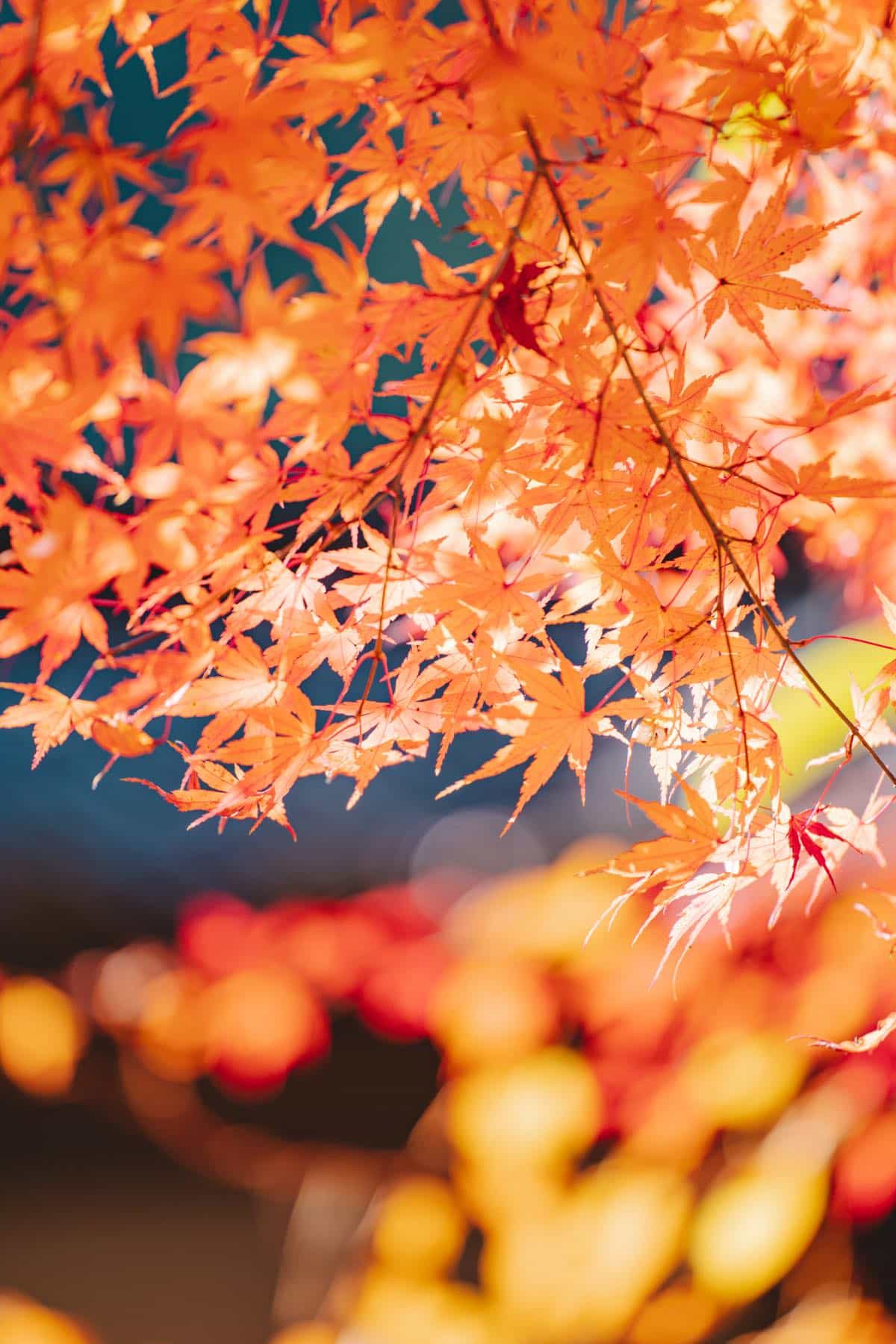 紅葉のボケ写真